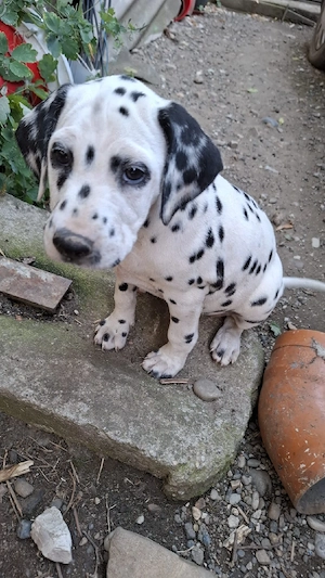 Catei dalmatian  - imagine 4