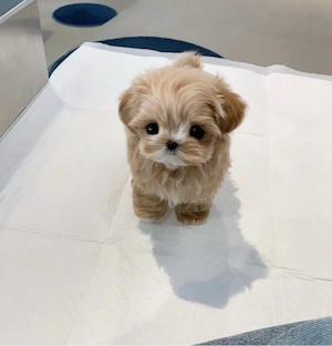 exemplar Micro TeaCup Maltipoo 320 gr ! Baietel unic ! - imagine 2