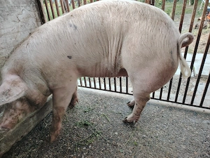 Sacrificam porc