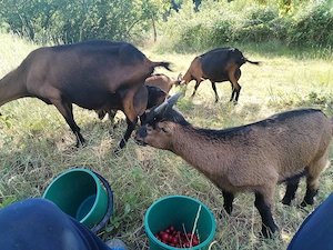 2 capre alpin, 3 iezi - imagine 3