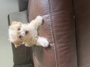 Fetiță maltipoo superba - imagine 5