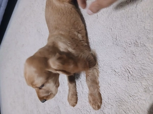 Pui coker spaniel - imagine 2