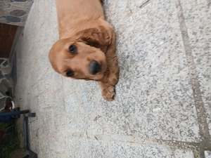 Pui coker spaniel - imagine 5