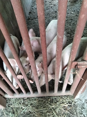 Purcei de 8 săptămâni 