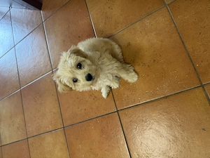 Fetița maltipoo superba - imagine 3