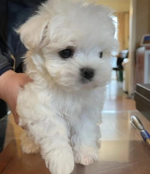 Puiuți Bichon disponibili.  Cățeluși ca de pluș!