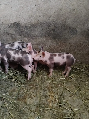 purcei 8 saptamani