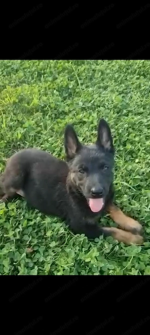 Ciobanesc belgian (Malinois) - imagine 3