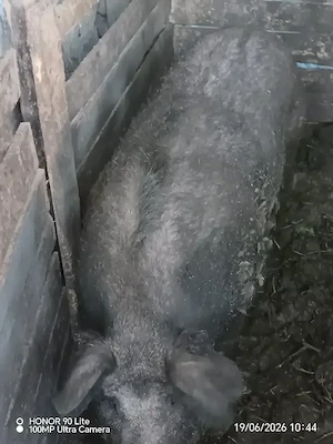 Scrofita de aprox. 150 kg de vanzare!       