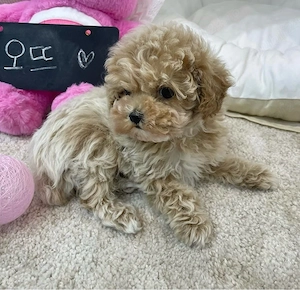 Poodle Mini Toy , Culoare Apricot -Caramel  - imagine 2