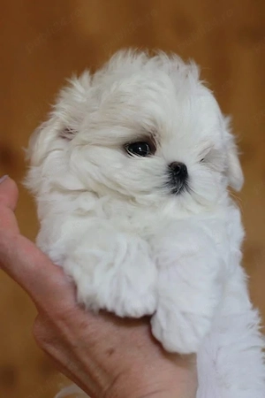 Bichon Maltese Mini toy o superbitate 20-22 cm inaltime ca si adult sub 2 kg