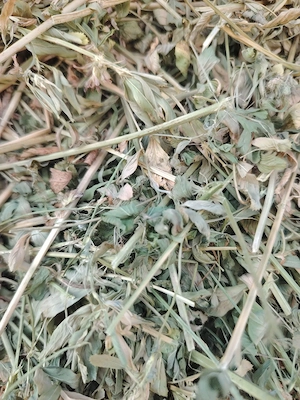Baloti de lucerna 