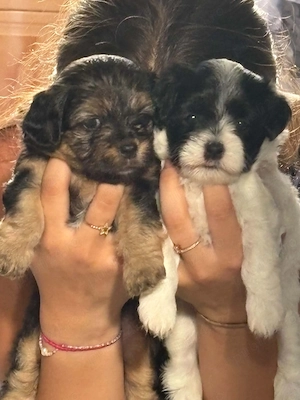 Bichon Havanez talie mică 