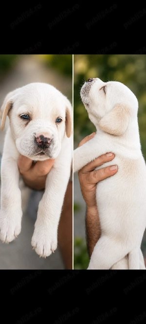 Catelusa Cane Corso 