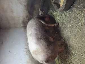 Vând porc pt sacrificat - imagine 3