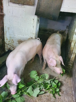 De vanzare grăsuni