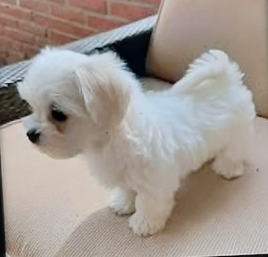 Vand bichon maltez mini toy 6 sqptamani toy baiat 6 Saptqmani