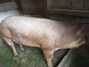Vând porc 200kg sau schimb cu lemn de foc - imagine 3