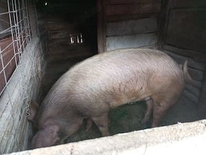 Vând porc 200kg sau schimb cu lemn de foc - imagine 5