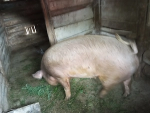 Vând porc 200kg sau schimb cu lemn de foc - imagine 2