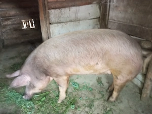Vând porc 200kg sau schimb cu lemn de foc - imagine 4