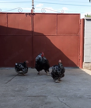 2 găini și un cocos cochinchina urias - imagine 3