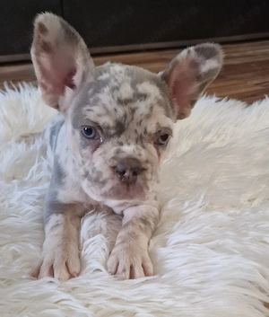 Bulldog Francez cu Pedigree - imagine 3