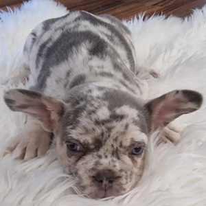 Bulldog Francez cu Pedigree - imagine 4