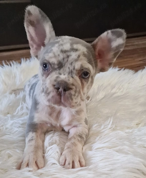 Bulldog Francez cu Pedigree - imagine 2