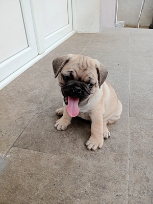 Cățel mops  un băiețel disponibil