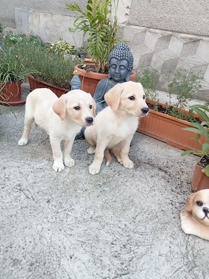 Căței Labrador retriever  - imagine 3