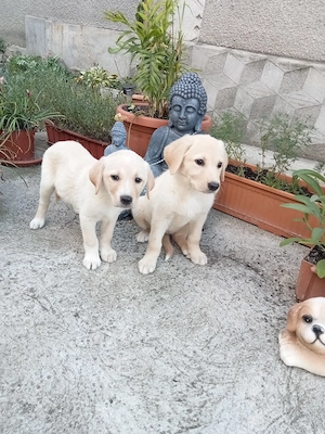 Căței Labrador retriever  - imagine 4