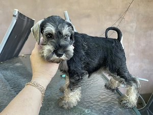 Canisa Santinelle-Schnauzer pitic cu pedigree - imagine 3