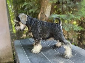 Canisa Santinelle-Schnauzer pitic cu pedigree - imagine 2