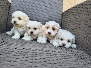 căței shihtzu - imagine 5
