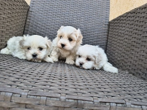 căței shihtzu - imagine 2