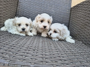 căței shihtzu