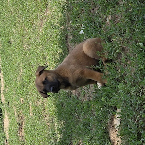 Ciobanesc belgian malinois  - imagine 4
