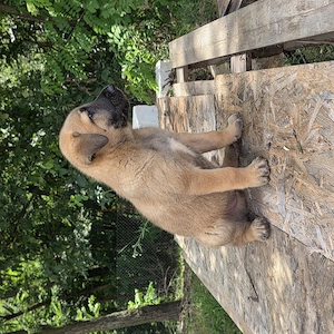 Ciobanesc belgian malinois  - imagine 3