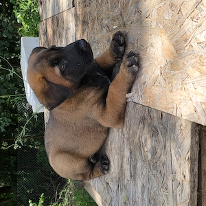 Ciobanesc belgian malinois 