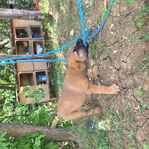Ciobanesc belgian malinois  - imagine 5