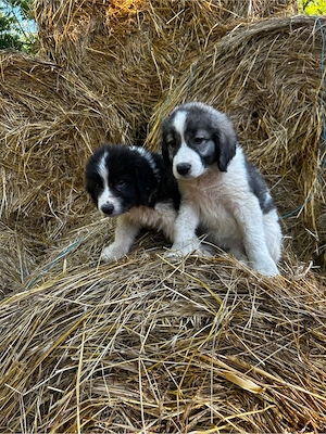 catei ciobanesti bucovina