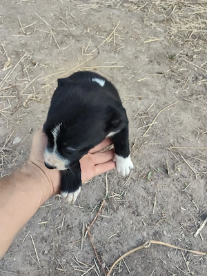 pui Amstaff  - imagine 3