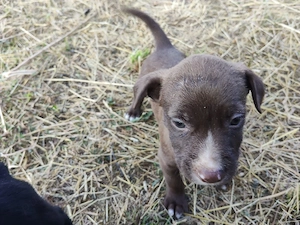 pui Amstaff  - imagine 2