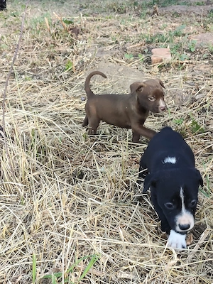 pui Amstaff  - imagine 4