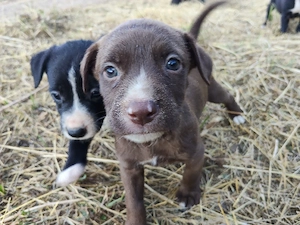 pui Amstaff 
