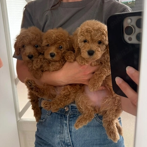 Pudel toy    caniche   poodle toy rosu - imagine 3