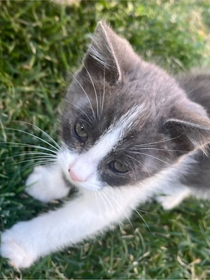 pisoi adoptie