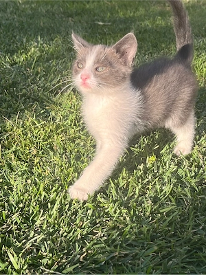 pisoi adoptie - imagine 4