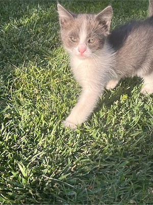 pisoi adoptie - imagine 3